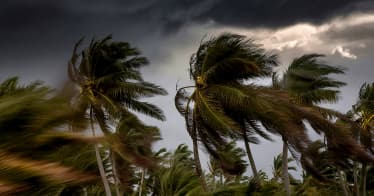 portrait-photograph-powerful-typhoon-hurricane-winds-are-impacting-coconut-palm-tree