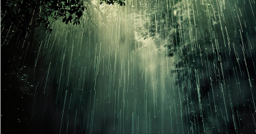 rain-drops-falling-tree